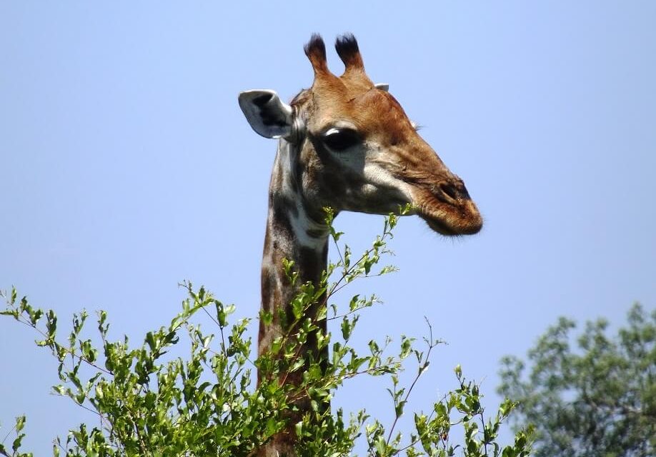 Giraffe schaut über einen Busch hinweg in die Kamera, vor blauem Himmel und afrikanischer Savannenlandschaft.