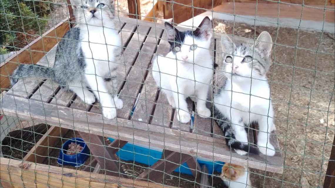 Drei junge Katzen sitzen auf einem Holztisch in einem Außengehege und blicken neugierig durch das Drahtgitter.